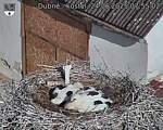 Capi_Dubne_20250624_075502.jpg