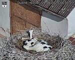 Capi_Dubne_20250624_080003.jpg