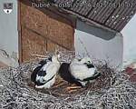 Capi_Dubne_20250624_081002.jpg