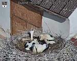 Capi_Dubne_20250624_081503.jpg