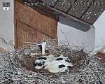 Capi_Dubne_20250624_083003.jpg
