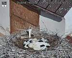 Capi_Dubne_20250624_084002.jpg
