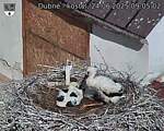 Capi_Dubne_20250624_090502.jpg