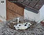 Capi_Dubne_20250624_091502.jpg