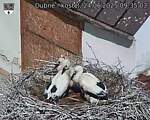 Capi_Dubne_20250624_093503.jpg