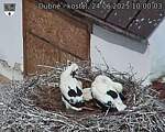 Capi_Dubne_20250624_100003.jpg
