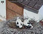 Capi_Dubne_20250624_100502.jpg