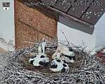 Capi_Dubne_20250624_101502.jpg