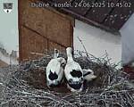 Capi_Dubne_20250624_104502.jpg