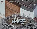 Capi_Dubne_20250624_110502.jpg
