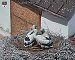 Capi_Dubne_20250624_111502.jpg