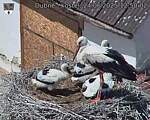 Capi_Dubne_20250624_125002.jpg