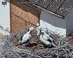 Capi_Dubne_20250624_131503.jpg