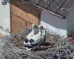 Capi_Dubne_20250624_133003.jpg