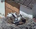 Capi_Dubne_20250624_133502.jpg