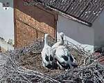 Capi_Dubne_20250624_135502.jpg