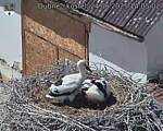 Capi_Dubne_20250624_140502.jpg