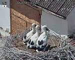 Capi_Dubne_20250624_141502.jpg