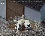 Capi_Dubne_20250624_142002.jpg