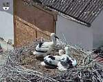Capi_Dubne_20250624_143002.jpg