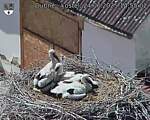 Capi_Dubne_20250624_145502.jpg