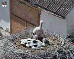 Capi_Dubne_20250624_150504.jpg