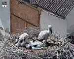 Capi_Dubne_20250624_152003.jpg