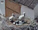 Capi_Dubne_20250624_153002.jpg