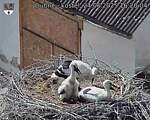 Capi_Dubne_20250624_162004.jpg