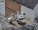 Capi_Dubne_20250624_163003.jpg