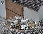 Capi_Dubne_20250624_164002.jpg