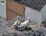 Capi_Dubne_20250624_165004.jpg