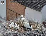 Capi_Dubne_20250624_171503.jpg