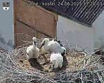Capi_Dubne_20250624_172003.jpg