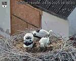 Capi_Dubne_20250624_180003.jpg