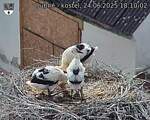 Capi_Dubne_20250624_181002.jpg