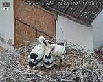 Capi_Dubne_20250624_182003.jpg