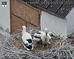 Capi_Dubne_20250624_182503.jpg