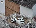 Capi_Dubne_20250624_183002.jpg
