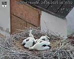 Capi_Dubne_20250624_183502.jpg