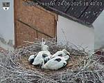 Capi_Dubne_20250624_184003.jpg