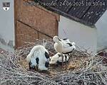 Capi_Dubne_20250624_185004.jpg