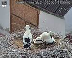 Capi_Dubne_20250624_185502.jpg