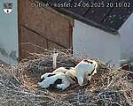 Capi_Dubne_20250624_201002.jpg