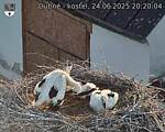 Capi_Dubne_20250624_202004.jpg