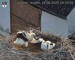 Capi_Dubne_20250624_202502.jpg