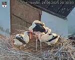 Capi_Dubne_20250624_203003.jpg