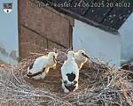 Capi_Dubne_20250624_204002.jpg