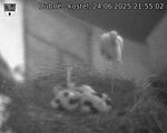 Capi_Dubne_20250624_215502.jpg