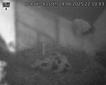 Capi_Dubne_20250624_221003.jpg